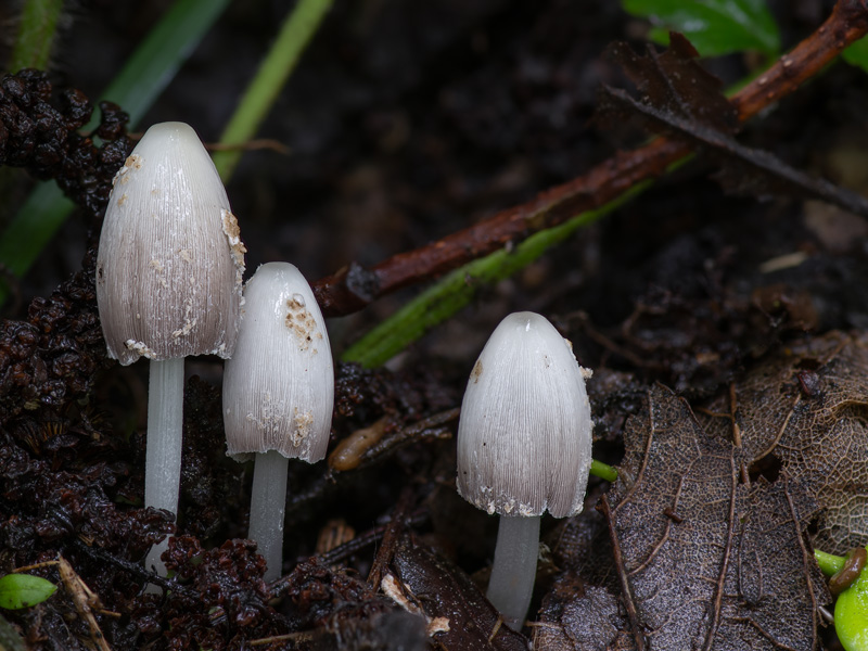 Coprinopsis pseudofriesii